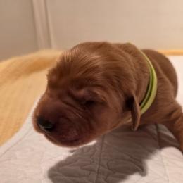 Whiskey - Dark golden male Golden Retriever puppy in Lebanon, Oregon from SnowPeakPaws