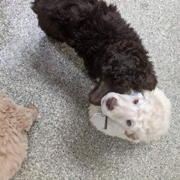 Poodle Puppies from Pampered Pawz