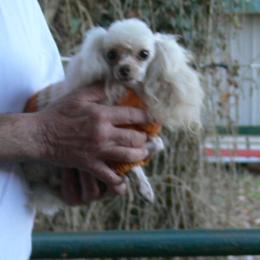 Tyrion - Poodle