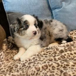 Zeus - Blue merle male Miniature Australian Shepherd puppy in Westwego, Louisiana from Connie's American Eskimo Dogs and Mini Australian Shepherd Dogs