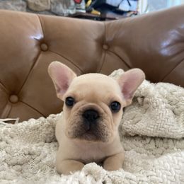 Paulie - Fawn male French Bulldog puppy in Sidney Center, New York from iFrenchi