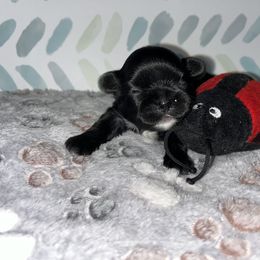 Shihpoo and Shih Tzu Puppies from STORM'S CAPONE  & DAKOTAKIA AKC QUALITY SHIH TZU'S