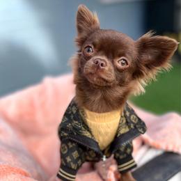 Luna - Chihuahua