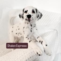 Shaken Espresso - LUA long coat - White and black male Dalmatian puppy in Davenport, Florida from Sunny Jewels Dalmatians