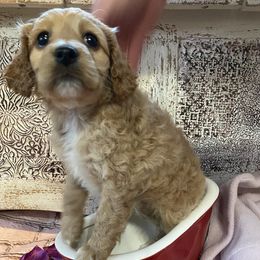 Cockapoo Puppies from Country J Canines
