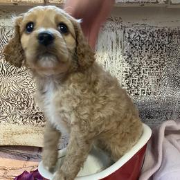 Cockapoo Puppies from Country J Canines