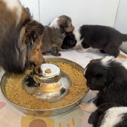 Shetland Sheepdog Puppies from Lexy's Shetland Sheepdogs