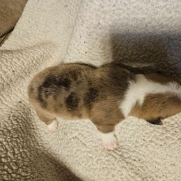 American Corgi Puppies from GC Farms Corgis