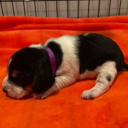 Girl 2 (Purple) - Black and white female Beagle puppy in Crestview, Florida from Alicia's Beagles