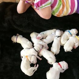 Dalmatian Puppies from Smart Dalmatians