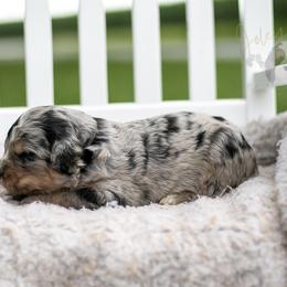Frida Kahlo - Blue merle female Bernedoodle puppy in Eureka, Illinois from Joley Aire Family Dogs