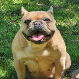 Mavis - French Bulldog