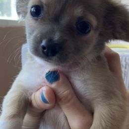 Chihuahuas and Dalmatians from Kassafina Kennel