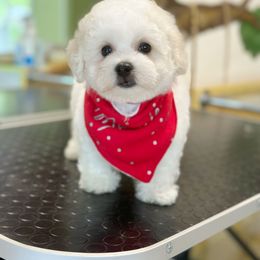 Bichon Frise and German Shepherd Puppies from Top Shepherd & French bulldog kennel