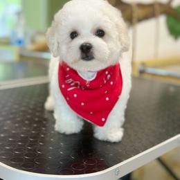 Bichon Frise and German Shepherd Puppies from Top Shepherd & French bulldog kennel