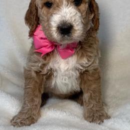 Red or Pink Bow Female - Parti female Goldendoodle puppy in Kingsville, Missouri from The Bruce Farm
