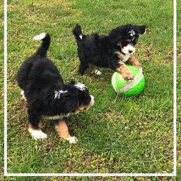 Bernedoodle and Goldendoodle Puppies from Bailey Mountain Doodles