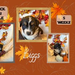 Puppy 8 - Black tri male Miniature American Shepherd puppy in Ellensburg, Washington from Wiggle Rump Ranch