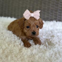 River - Red female Cavapoo puppy in Hardin, Texas from Oodlesoflildoodles