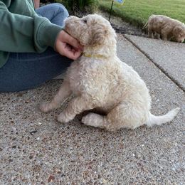 Goldendoodle and Labradoodle Puppies from West Valley Doodles