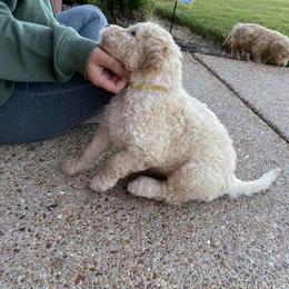 Goldendoodle and Labradoodle Puppies from West Valley Doodles