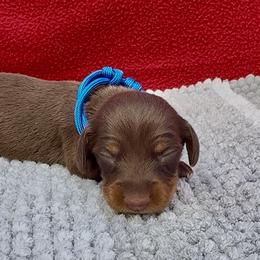 HERSHEY (blue) - Chocolate and tan male Dachshund puppy in Vero Beach, Florida from Joseph’s Dachshunds