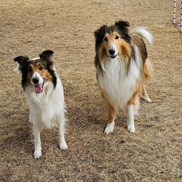 Scottish Collie  All Grown Up from Franklin Farm Collies