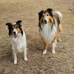 Scottish Collie  All Grown Up from Franklin Farm Collies
