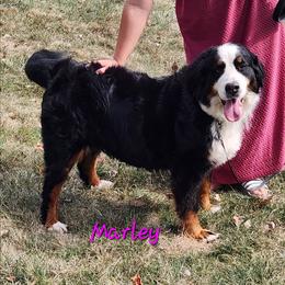 Marley - Black rust and white female Bernese Mountain Dog puppy in Auburn, Indiana from Swamp Creek Berners