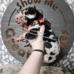 Orange Collar - Harlequin male Great Dane puppy in Alton, Illinois from Show Me Great Danes and Basset Hounds