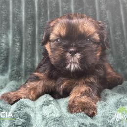 Garcia - Red male Shih Tzu puppy in Alice, Texas from Altas Palmas Shih Tzu