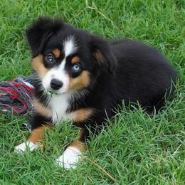 Kisser BTF - Black tri female Miniature Australian Shepherd puppy in Lawton, Oklahoma from Lindsey’s Aussies