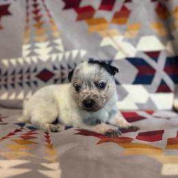 Chase - Blue speckled male Australian Cattle Dog puppy in Cottage Grove, Oregon from Heirloom Ranch