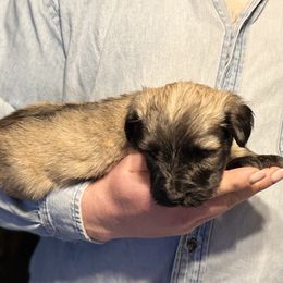 Godiva - Fawn female Skye Terrier puppy in Pittston, Pennsylvania from Stars in the Skyes