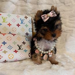 Tiny Sunshine - Black and gold female Yorkshire Terrier puppy in Andrews, South Carolina from Sparkle of Glamour Yorkies