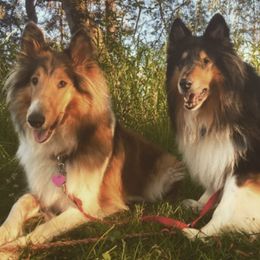 Collies from Wonderwall Collies