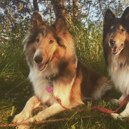 Collies from Wonderwall Collies