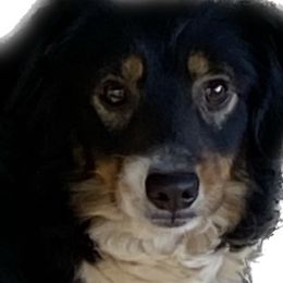 Molly - Toy Australian Shepherd