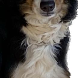 Molly - Toy Australian Shepherd