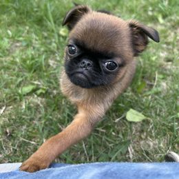 Rowdy - Black and tan male Brussels Griffon puppy in Boyd, Minnesota from Maze Brussels Griffons