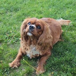 Maple - Cavalier King Charles Spaniel
