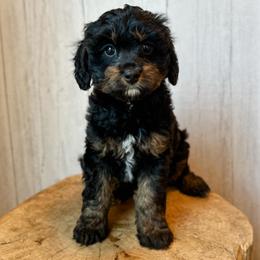 David - Black tri-color male Assorted Doodle Crosses puppy in Arlington, Washington from Doodle Love Laugh