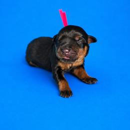 Xara - Black and mahogany female Rottweiler puppy in Talbott, Tennessee from Exodus' Rottweilers