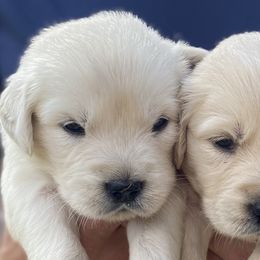 Bud - Golden Retriever puppy from Little House on the Farmie