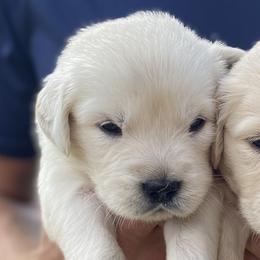 Bud - Golden Retriever puppy from Little House on the Farmie
