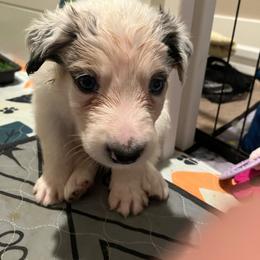 Cork - Blue merle male Border Collie puppy in Holden, Missouri from Spotted Feather Farm