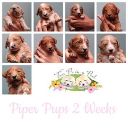 Goldendoodle Puppies from Two Ps in a Pod