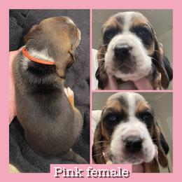 Light pink Female - Black brown and white female Basset Hound puppy in Temple, Texas from Southern Rose Bassets