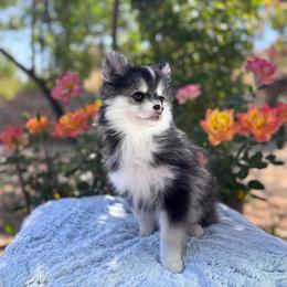 Leo - Black and white male Pomsky puppy in Homeland, California from Lara's Ranch Pomskies