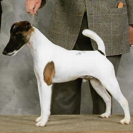 Jessie - Smooth Fox Terrier